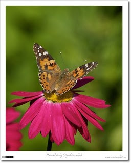 Painted Lady (Cynthia cardui)
