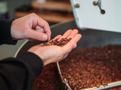 انقراض القهوة