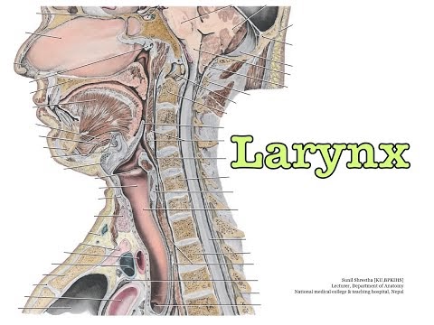 Larynx-1 #anatomy #mbbsbds #medicaldegree #anatomytutorial #larynx