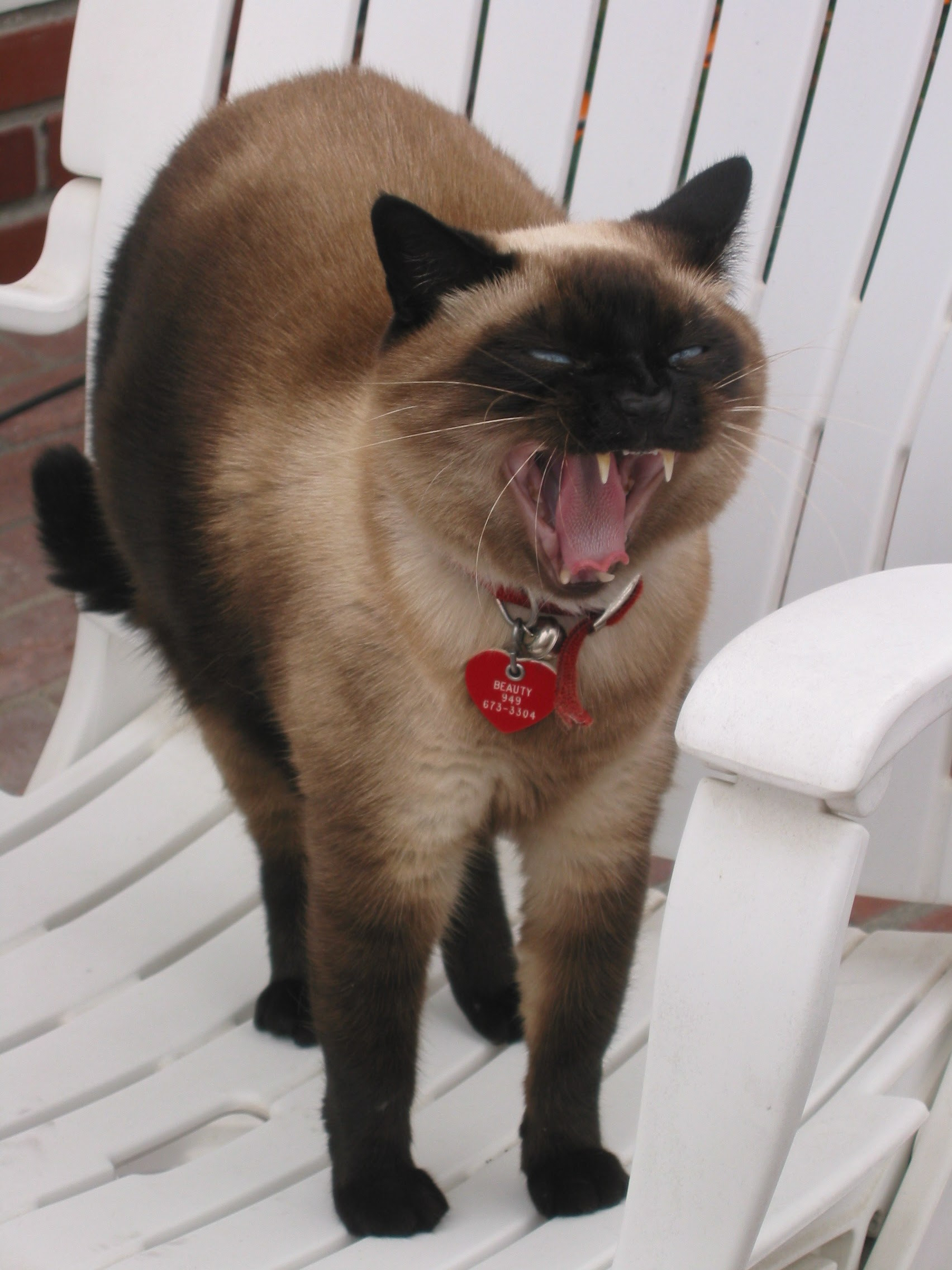 Siamese