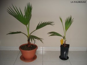 Le Forum Des Fous De Palmiers Comment Separer Mes Washingtonia Robusta Et Quand