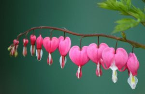 Bunga Bleeding Heart