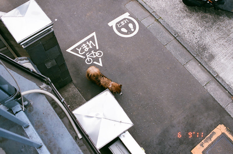 thedog (7 of 27)