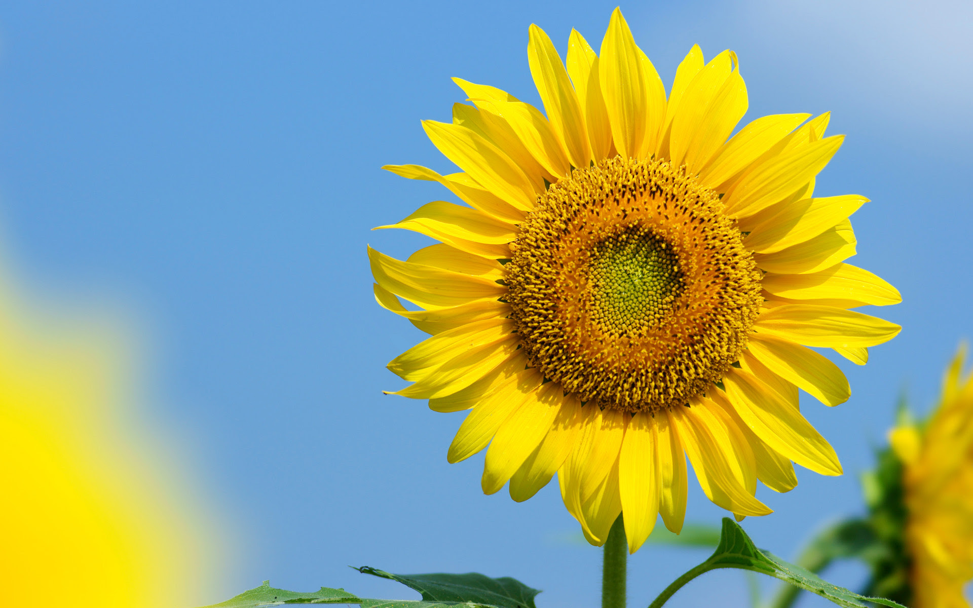 ひまわり 向日葵 19 10 無料写真素材ならフリー素材タウン