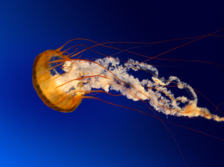 Tattoos Of Jellyfish. Jellyfish Tattoos » jellyfish