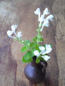 雑草を飾ろう 花の情報局