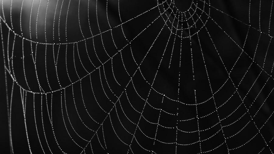 フリー写真 水滴の付いたクモの巣でアハ体験 Gahag 著作権フリー写真 イラスト素材集