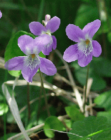 花 スミレ 2月21日の花と花言葉 スミレ 魅る魅るガーデニング
