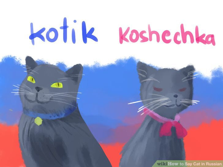 Say Cat in Russian Step 3 Version 2.jpg