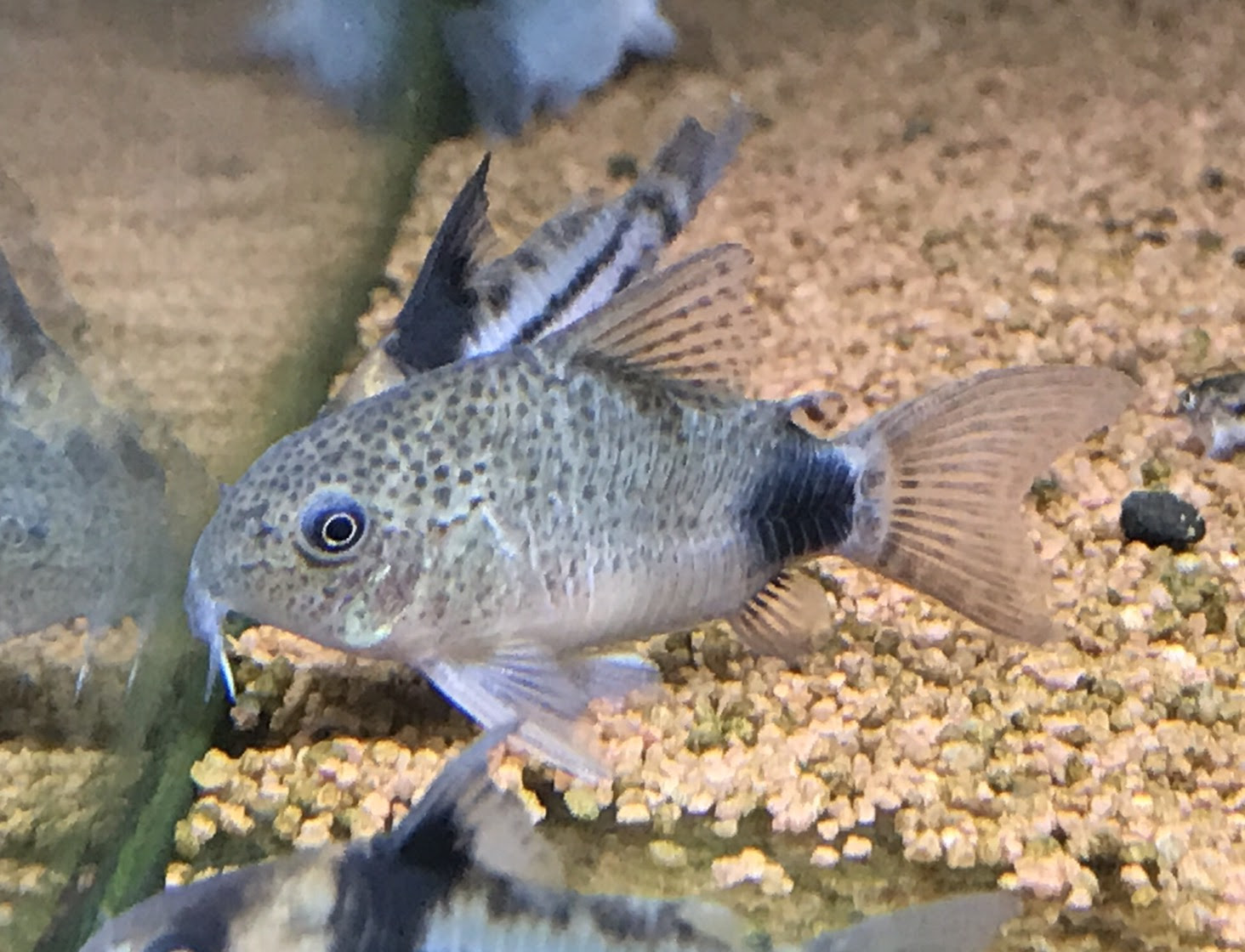 コリドラス色々入荷 プレコやその他も多数 Aquarium Tall Man