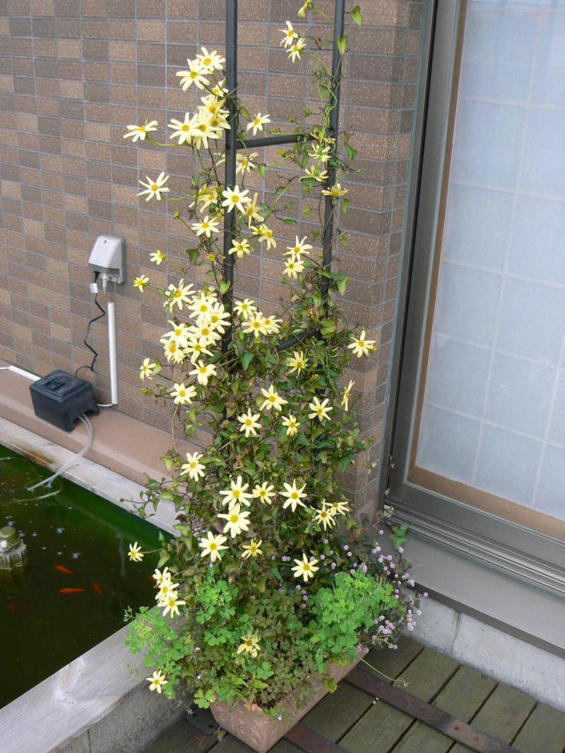 マーガレットアイビー ひだまり日記