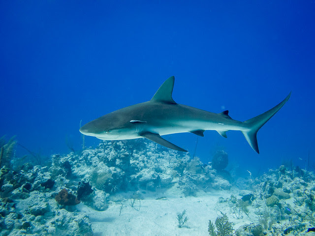 reef shark