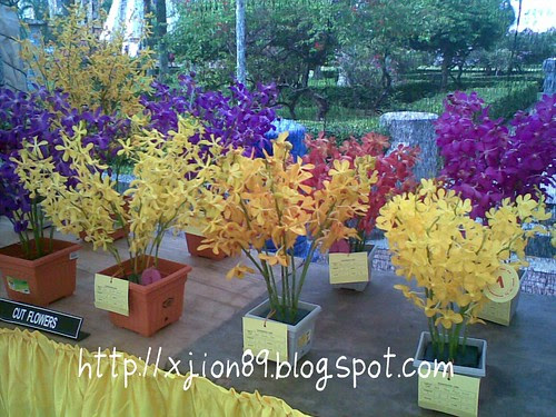 orchid arrangement