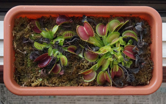ネペンテス越冬失敗 食虫植物 ハエトリソウ モウセンゴケ ウツボカズラ テキトー栽培記 その12 15年1月 2月 Web雑記