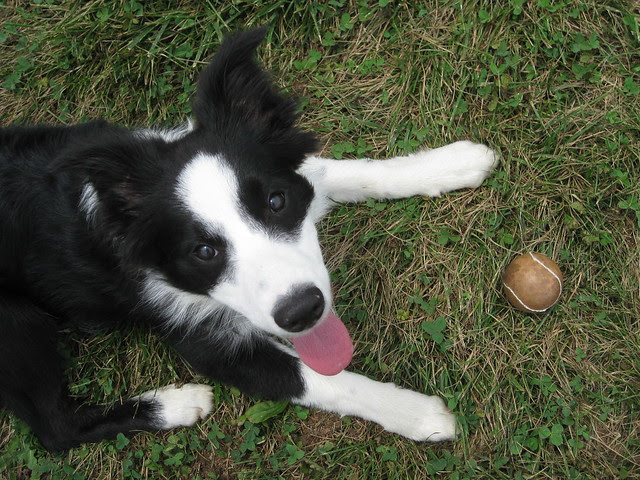 cowboy and his ball