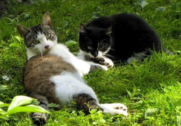 cat care community riga