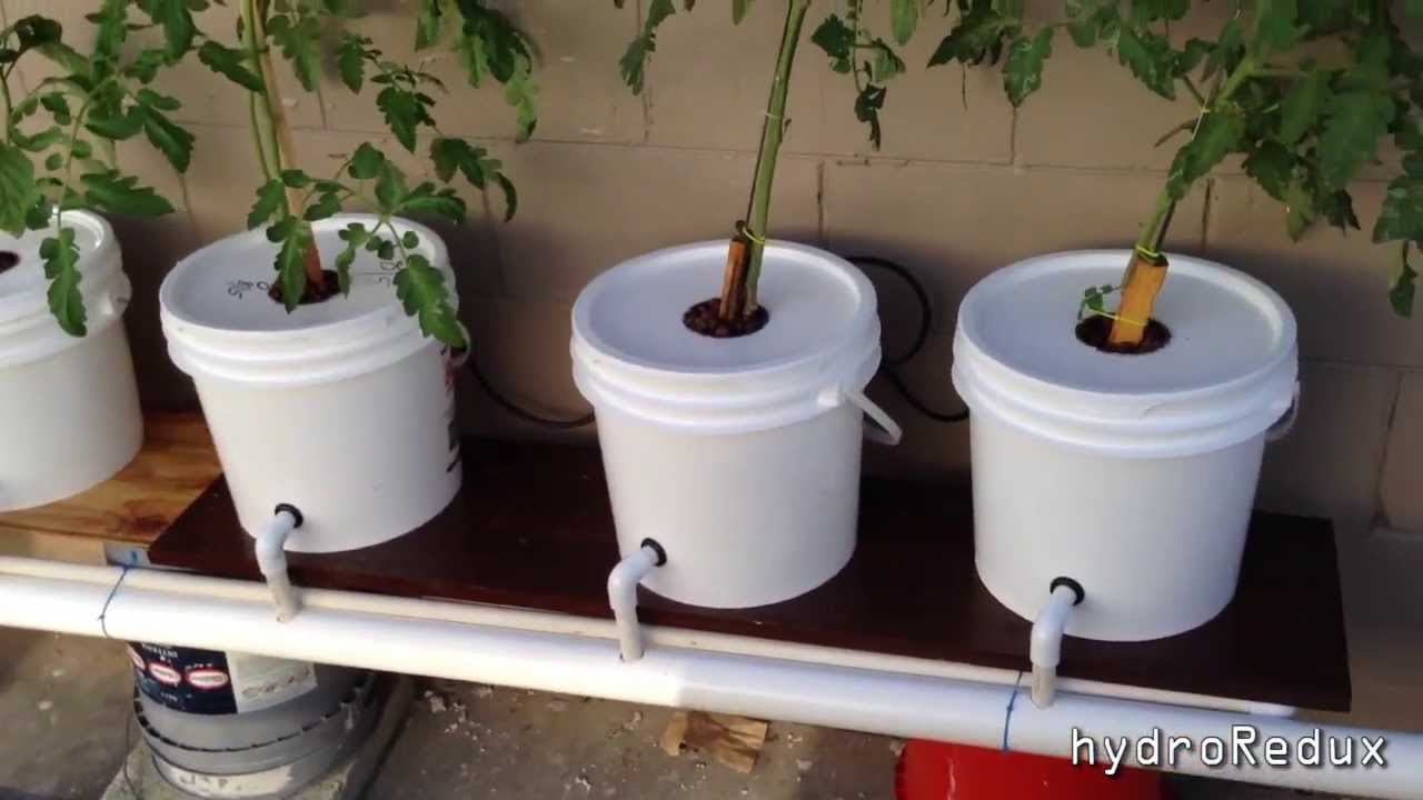 cheap diy bato/dutch bucket hydroponic system - youtube