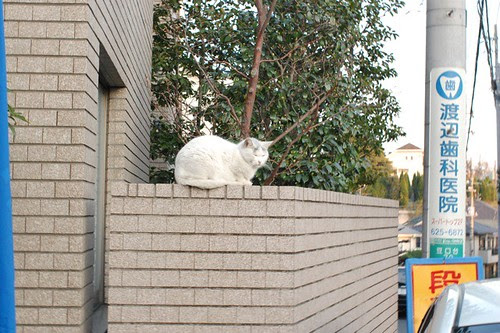 I met a cat after jogging