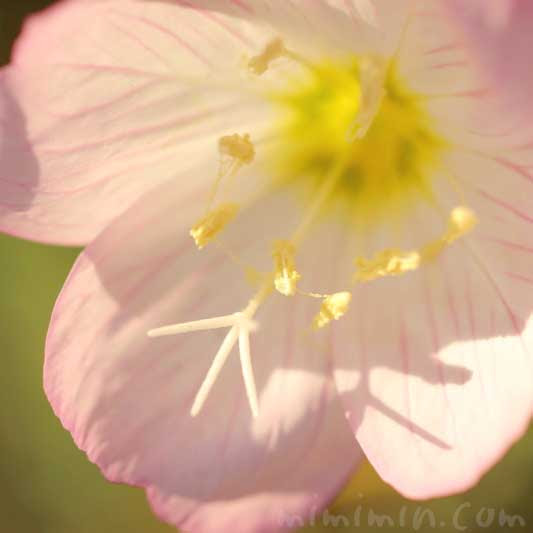ヒルザキツキミソウ 昼咲き月見草 の花の写真 花言葉 みみみんブログ