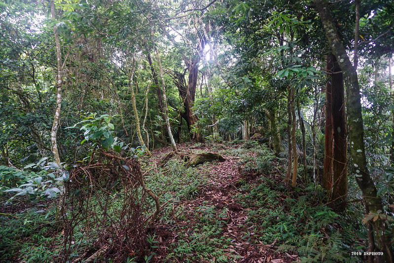 續行往大龍山