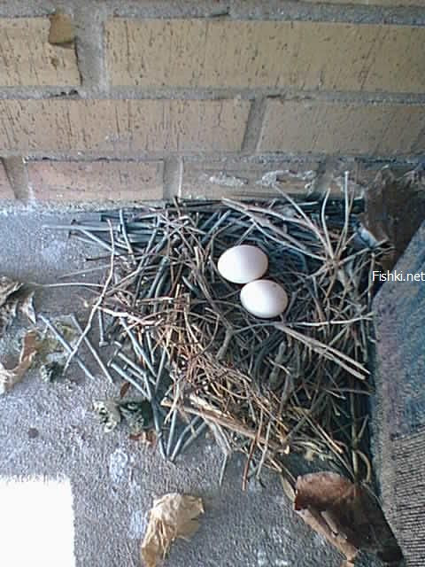 a nest made from nails 4