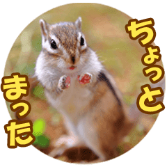 可愛いシマリスの写真スタンプ その1 Lineスタンプ Creator 213
