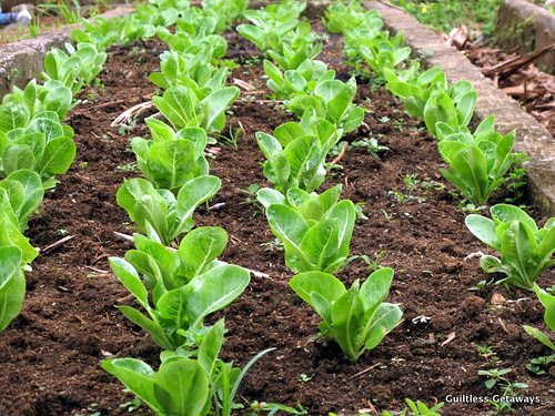 costales-nature-farms-majayjay-laguna.jpg