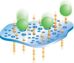 YesseniahtyuiShepard