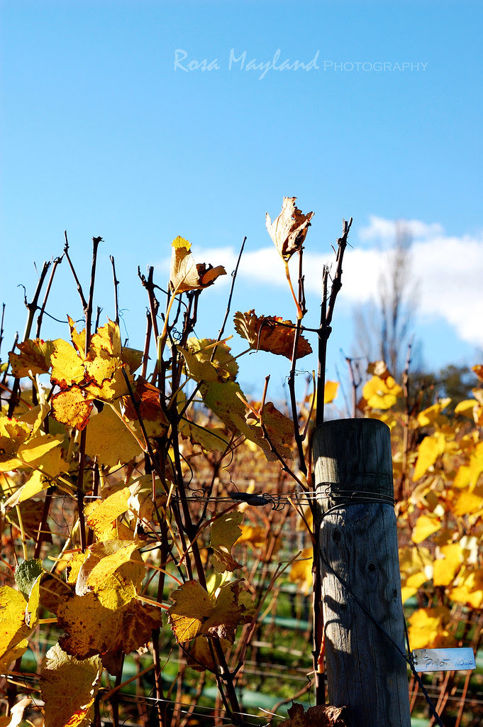 An Autumn Walk Through The Vineyards