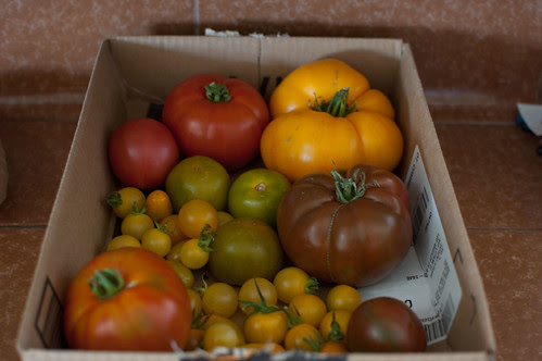 tomatoes!