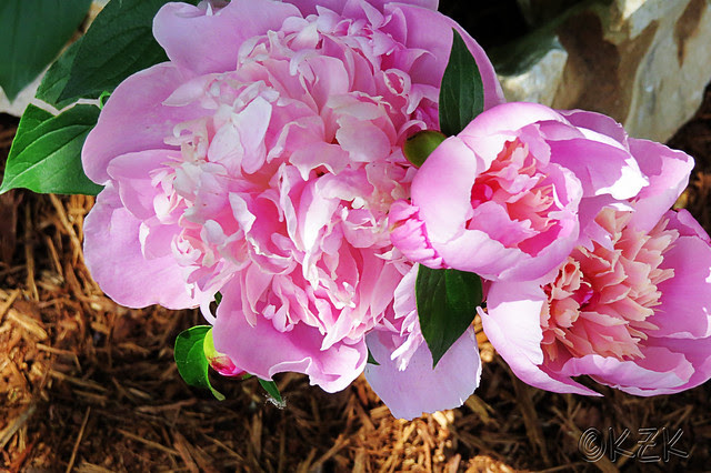 IMG_3986Peonies