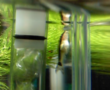 オトシンクルスのお腹が膨れる 金魚と亀と着物と 楽天ブログ