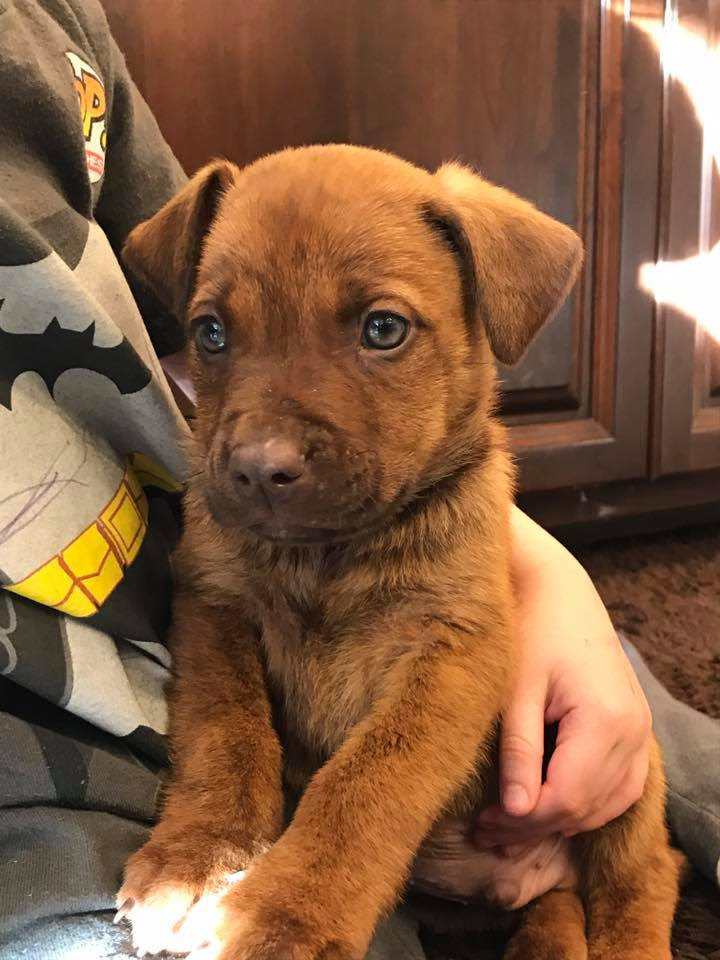Home Free Animal Rescue Home