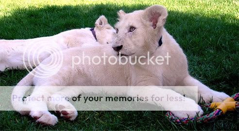 Photobucket - Video and Image Hosting
