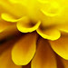 Zinnia