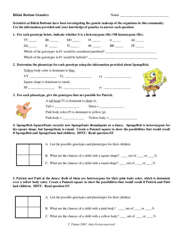 Sponge bob genetics
