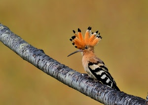 Hoopoe