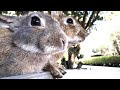 うさぎ びっくり 目 108182-うさぎ びっくり 目