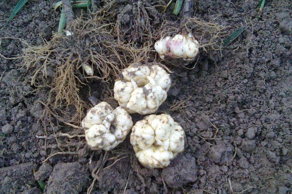 百合种球种植最佳时间 春秋两季最合适 发财农业网