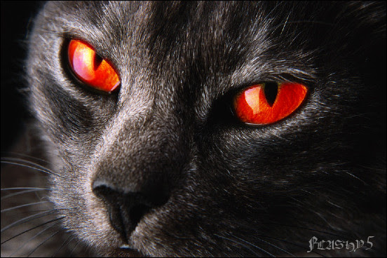 Nightclaw: Warrior