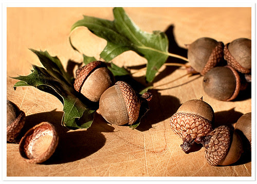 Acorns