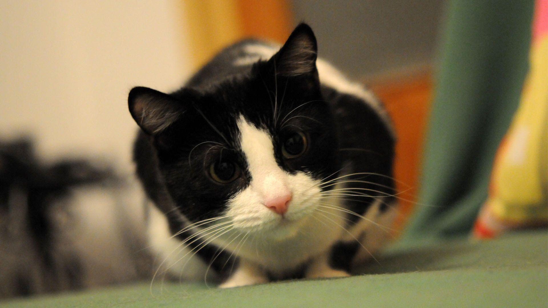 Black And White Cat Wallpapers - Wallpaper Cave