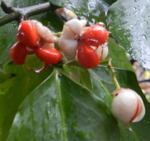 natnoteDSCN8140