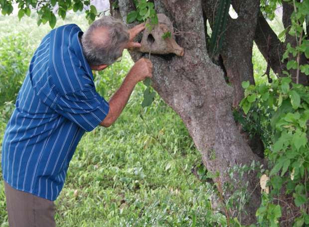 Profeta da chuva observa a casa de joão-de-barro (Foto: Alex Pimentel/Agência Diário)