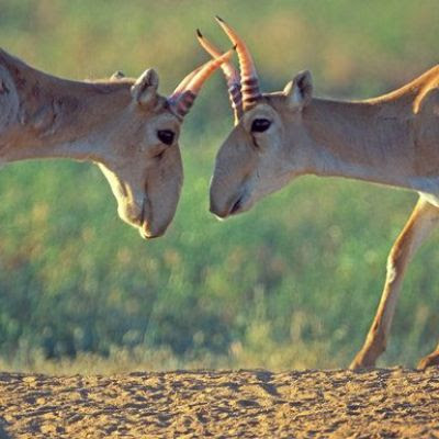 Saigas, an Endangered Antelope, Dying of Mystery Disease