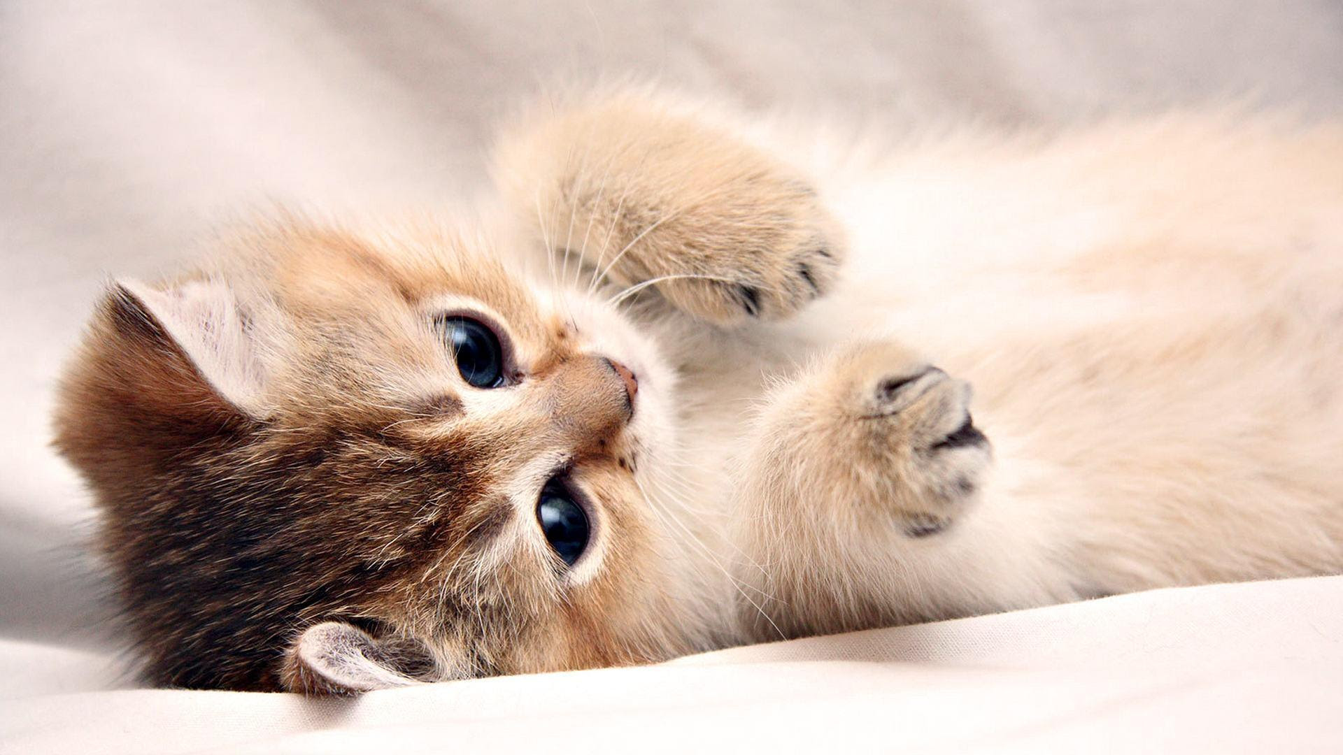 Cute Wallpapers For Laptop - Wallpaper Cave