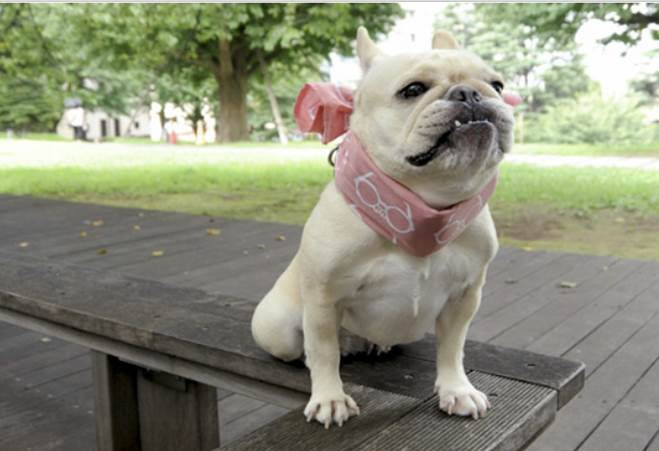 Fabric Life フレンチブルドック服の専門店 Blimp って 山冨ラボ