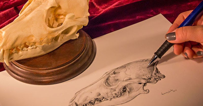 Alunos da USP retratam a natureza por meio da ilustração