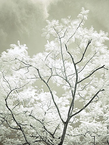 gimped tree