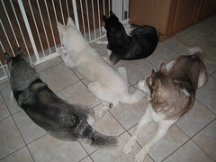 The Dogs